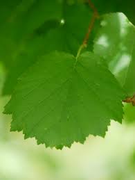 Attēlu rezultāti vaicājumam “Corylus colurna”