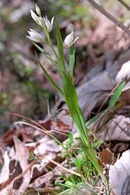 Attēlu rezultāti vaicājumam “Cephalanthera longifolia”