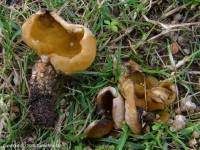 Attēlu rezultāti vaicājumam “Sowerbyella radiculata”