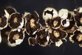 Attēlu rezultāti vaicājumam “Diderma chondrioderma sessile”