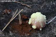 Attēlu rezultāti vaicājumam “Symphytocarpus flaccidus young”