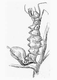 Attēlu rezultāti vaicājumam “Platyptilia gonodactyla imago”
