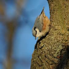 Attēlu rezultāti vaicājumam “Sitta europaea male”