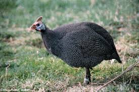 Attēlu rezultāti vaicājumam “Numida meleagris”