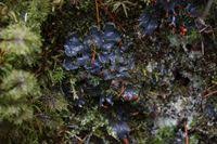 Attēlu rezultāti vaicājumam “Peltigera polydactylon”