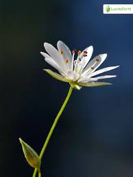 Attēlu rezultāti vaicājumam “Stellaria graminea flower”