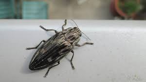 Attēlu rezultāti vaicājumam “Chalcophora mariana”