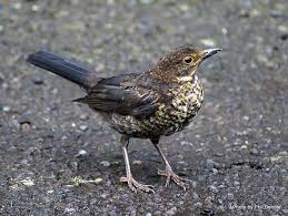 Attēlu rezultāti vaicājumam “Turdus philomelos”