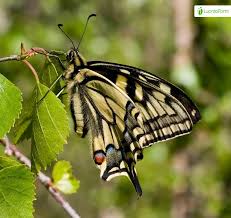 Attēlu rezultāti vaicājumam “Papilio machaon upperside”