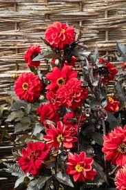 Image result for Dahlia x pinnata `Redskin`