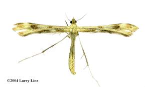 Attēlu rezultāti vaicājumam “Gillmeria pallidactyla”