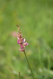 Attēlu rezultāti vaicājumam “Onobrychis arenaria fruit”