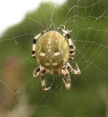 Attēlu rezultāti vaicājumam “Araneus quadratus female”