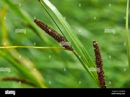 Attēlu rezultāti vaicājumam “Carex acuta”