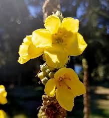 Attēlu rezultāti vaicājumam “Verbascum thapsus fruit”