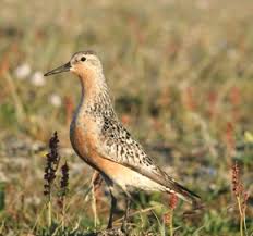 Attēlu rezultāti vaicājumam “Calidris canutus adult”