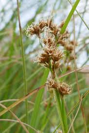 Attēlu rezultāti vaicājumam “Cladium mariscus”