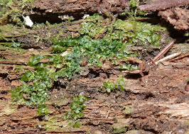 Attēlu rezultāti vaicājumam “Riccardia latifrons”