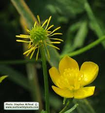 Attēlu rezultāti vaicājumam “Ranunculus bulbosus flower”