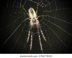 Attēlu rezultāti vaicājumam “Metellina segmentata”