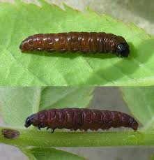 Attēlu rezultāti vaicājumam “Notocelia cynosbatella”