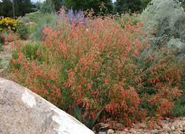 Image result for Penstemon