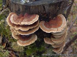 Attēlu rezultāti vaicājumam “Trametes ochracea”