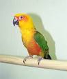 Jenday Conure - Conure Babies l Breeder of Exceptional Conures