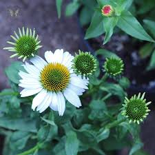 Attēlu rezultāti vaicājumam “Echinacea purpurea bud”