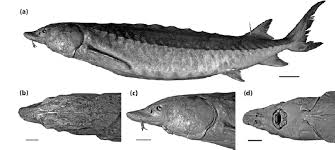 Image result for Acipenser oxyrinchus oxyrinchus