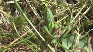 Attēlu rezultāti vaicājumam “Decticus verrucivorus nymph”