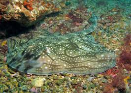 Image result for Raja undulata