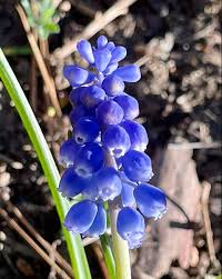 Attēlu rezultāti vaicājumam “Muscari botryoides flower”