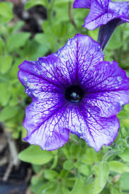 Image result for Petunia hybrida