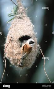 Attēlu rezultāti vaicājumam “Remiz pendulinus nest”