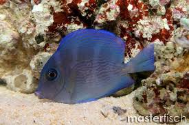 Image result for Acanthurus coeruleus