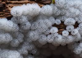 Attēlu rezultāti vaicājumam “Lycogala roseosporum”