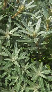 Attēlu rezultāti vaicājumam “Hippophae rhamnoides leaf”