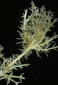 Attēlu rezultāti vaicājumam “Chara hispida”