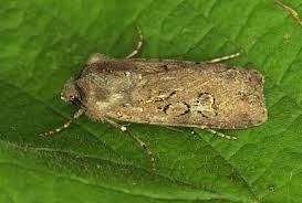 Attēlu rezultāti vaicājumam “Euxoa nigricans”