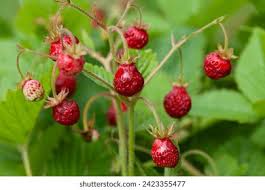 Attēlu rezultāti vaicājumam “Fragaria moschata”