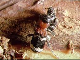 Attēlu rezultāti vaicājumam “Thanasimus formicarius”