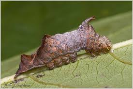 Attēlu rezultāti vaicājumam “Notodontidae”