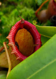 Attēlu rezultāti vaicājumam “Bulbochaete mirabilis”