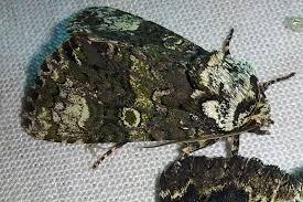 Attēlu rezultāti vaicājumam “Craniophora ligustri imago”