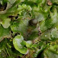 Attēlu rezultāti vaicājumam “Pellia epiphylla”