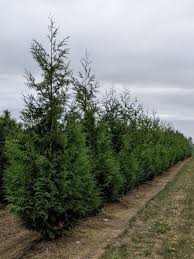 Attēlu rezultāti vaicājumam “Thuja plicata”