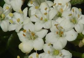 Attēlu rezultāti vaicājumam “Viburnum lantana  flower”
