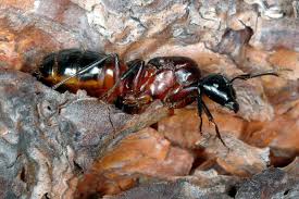 Attēlu rezultāti vaicājumam “Camponotus herculeanus”