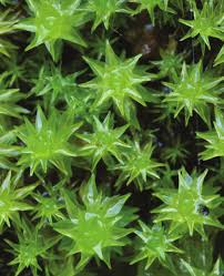 Attēlu rezultāti vaicājumam “Dichodontium pellucidum macro”